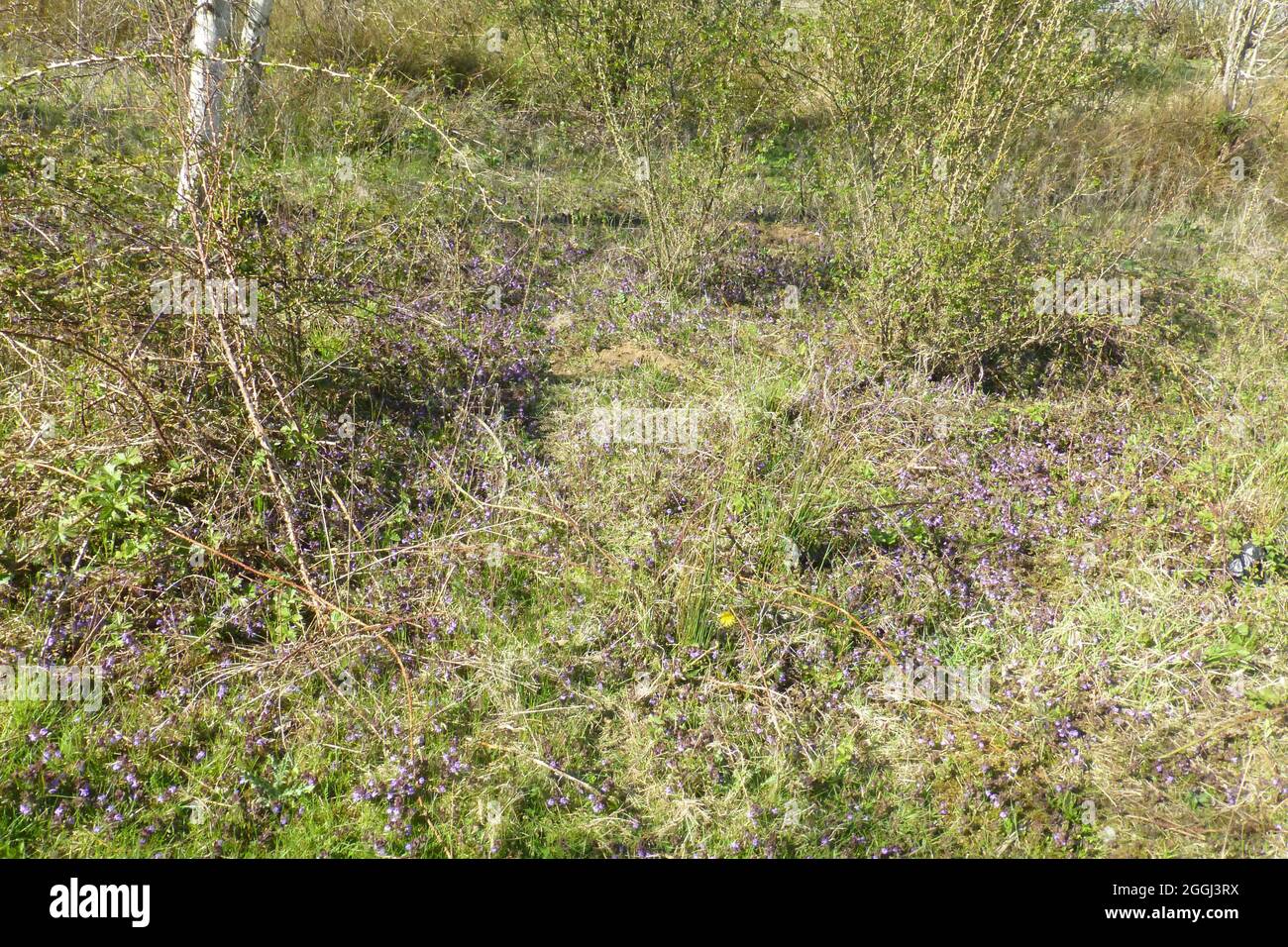Summer Leys Northamptonshire grass plants plant green outside planting growth nature trail beautiful insects green view views Stock Photo