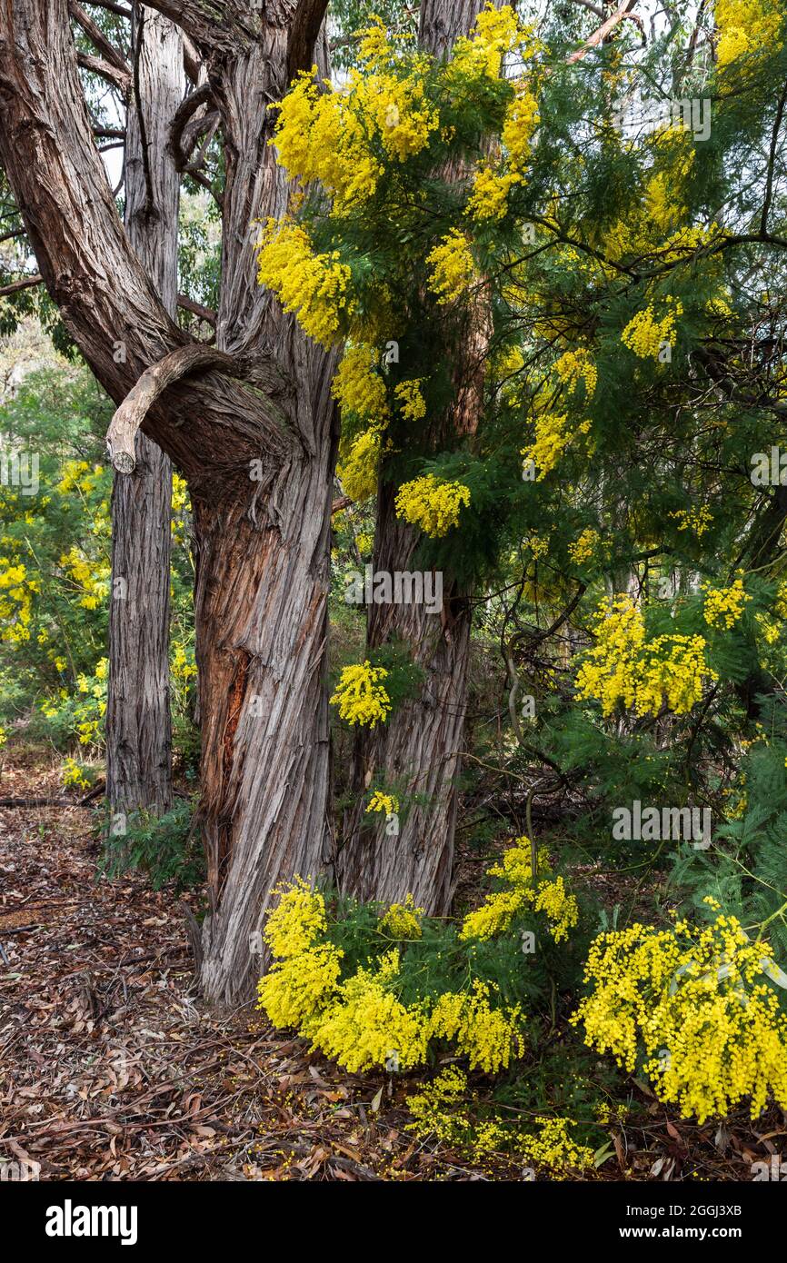Winter flowering yellow wattle, Greenbushes, Western Australia Stock Photo