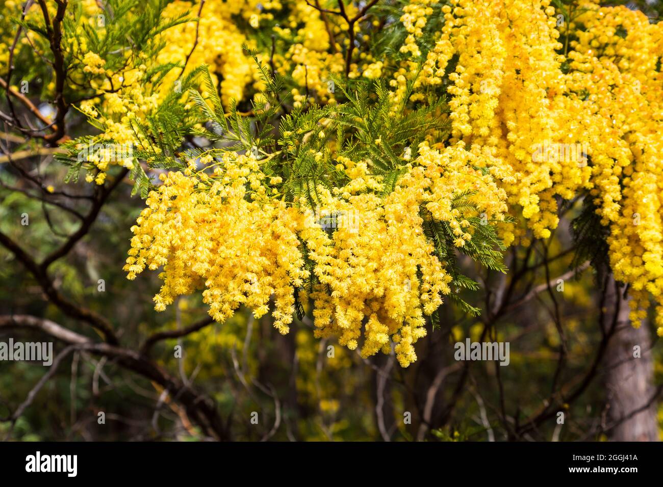 Close up winter flowering yellow wattle, Greenbushes, Western Australia Stock Photo