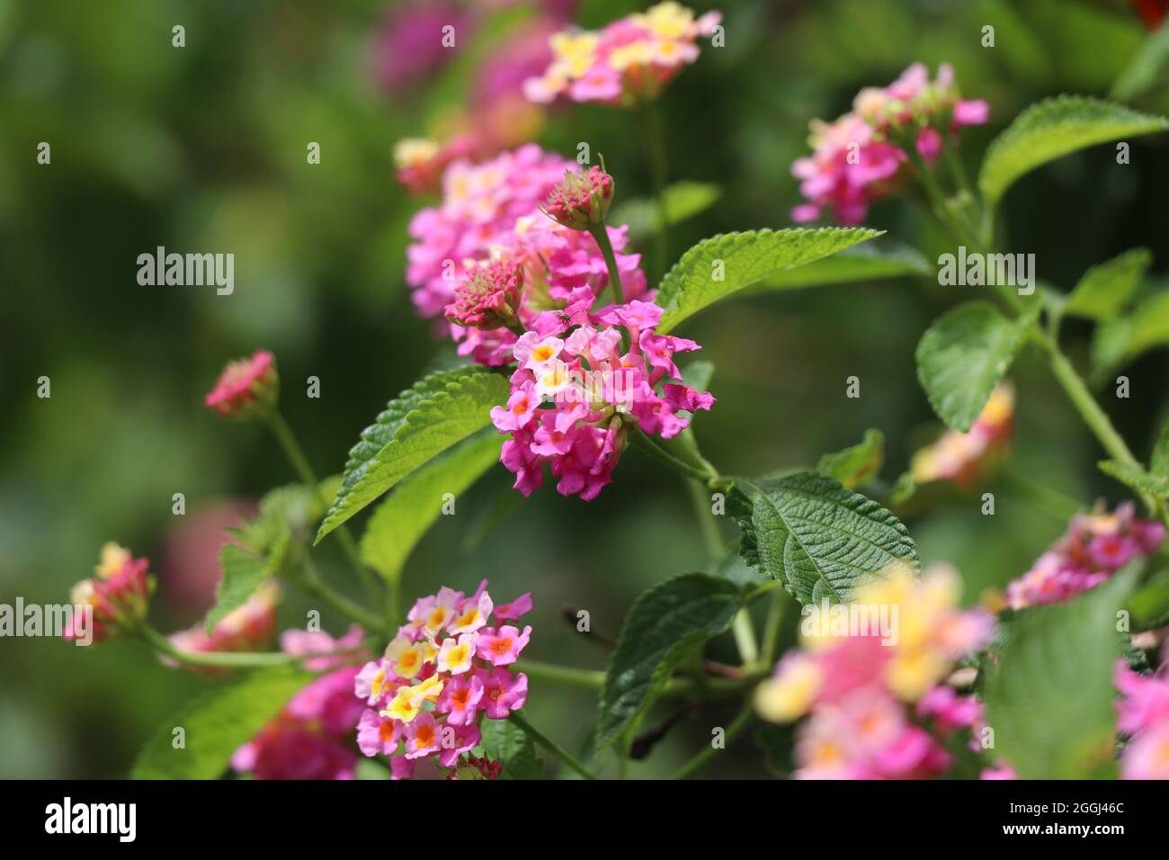 Pink yellow bush hi-res stock photography and images - Alamy