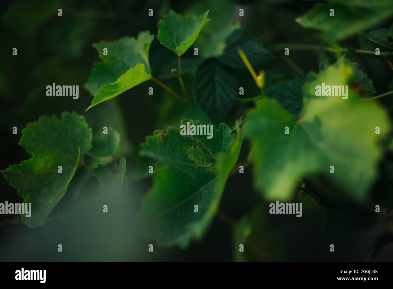Grape leaves closeup at home Stock Photo - Alamy