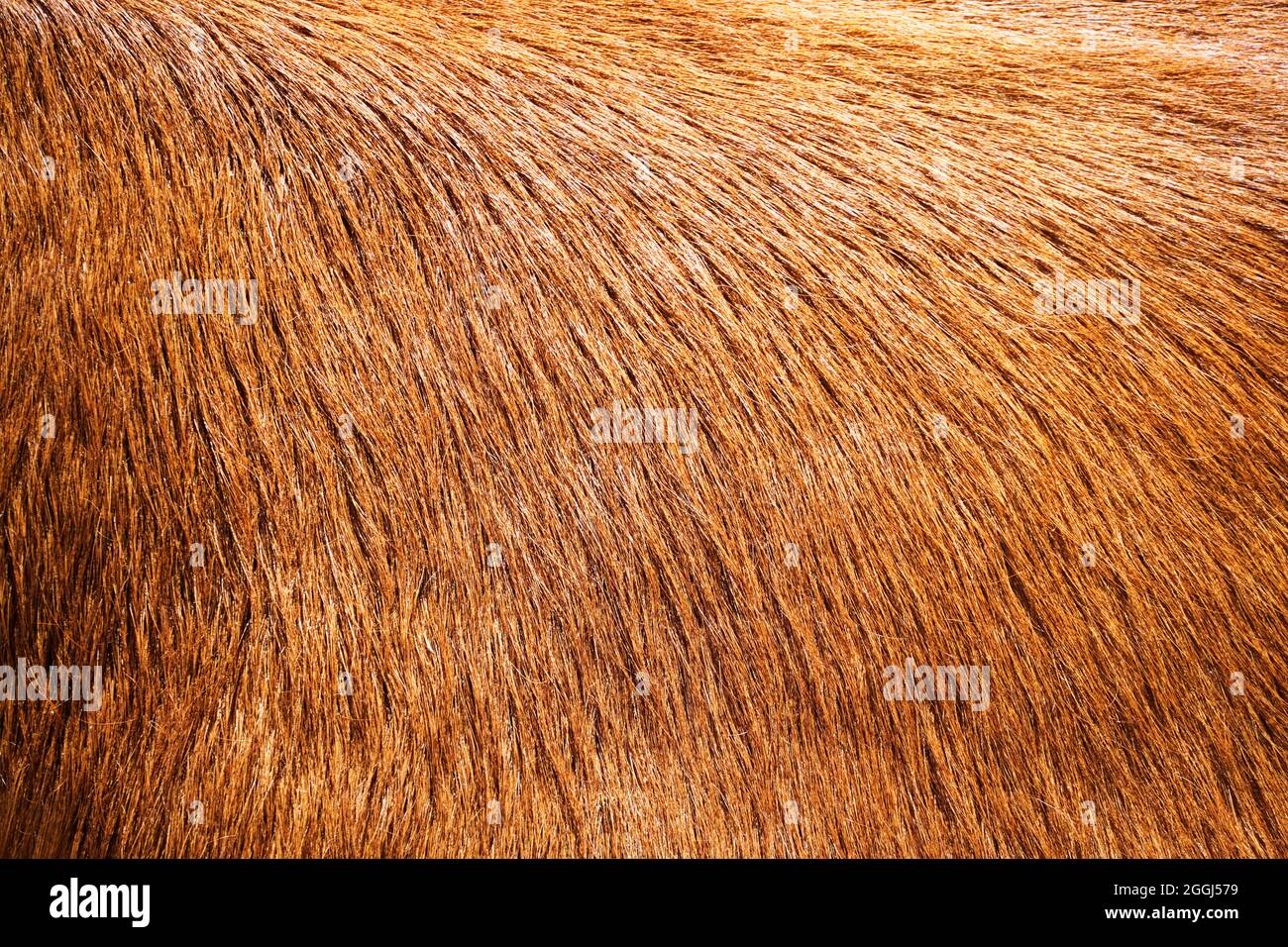 Close-up of brown cowhide. Animal fur as a background. Stock Photo