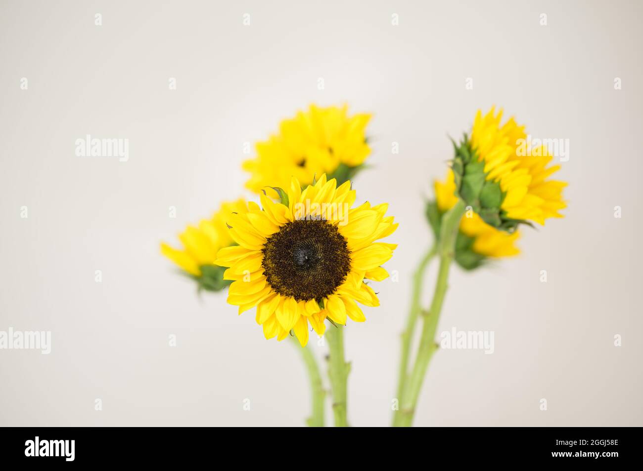 Yellow sunflowers in gold vase with white background Stock Photo - Alamy