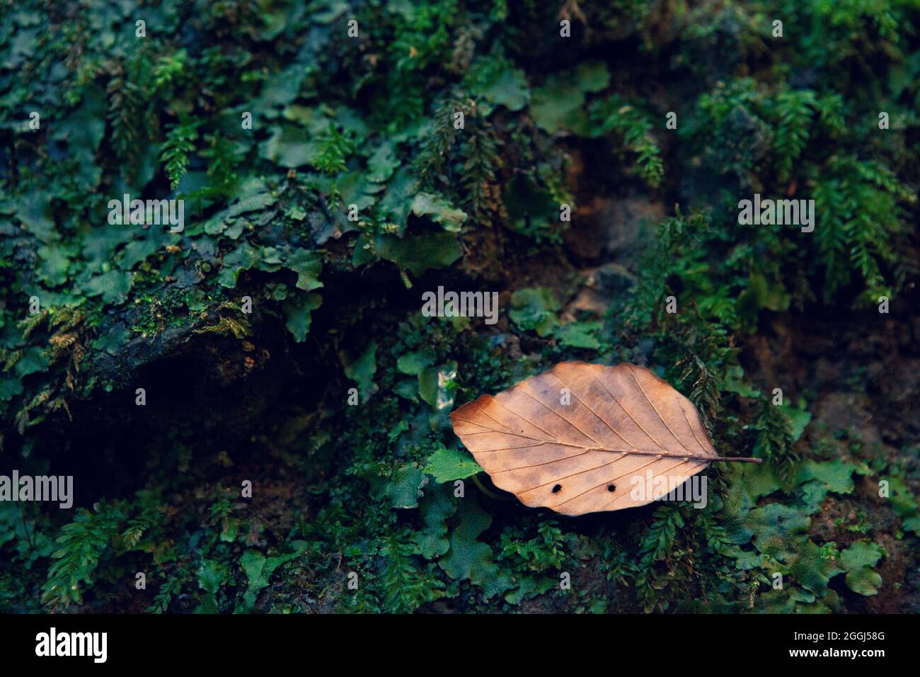 Brown leaf on the mossy tree Stock Photo