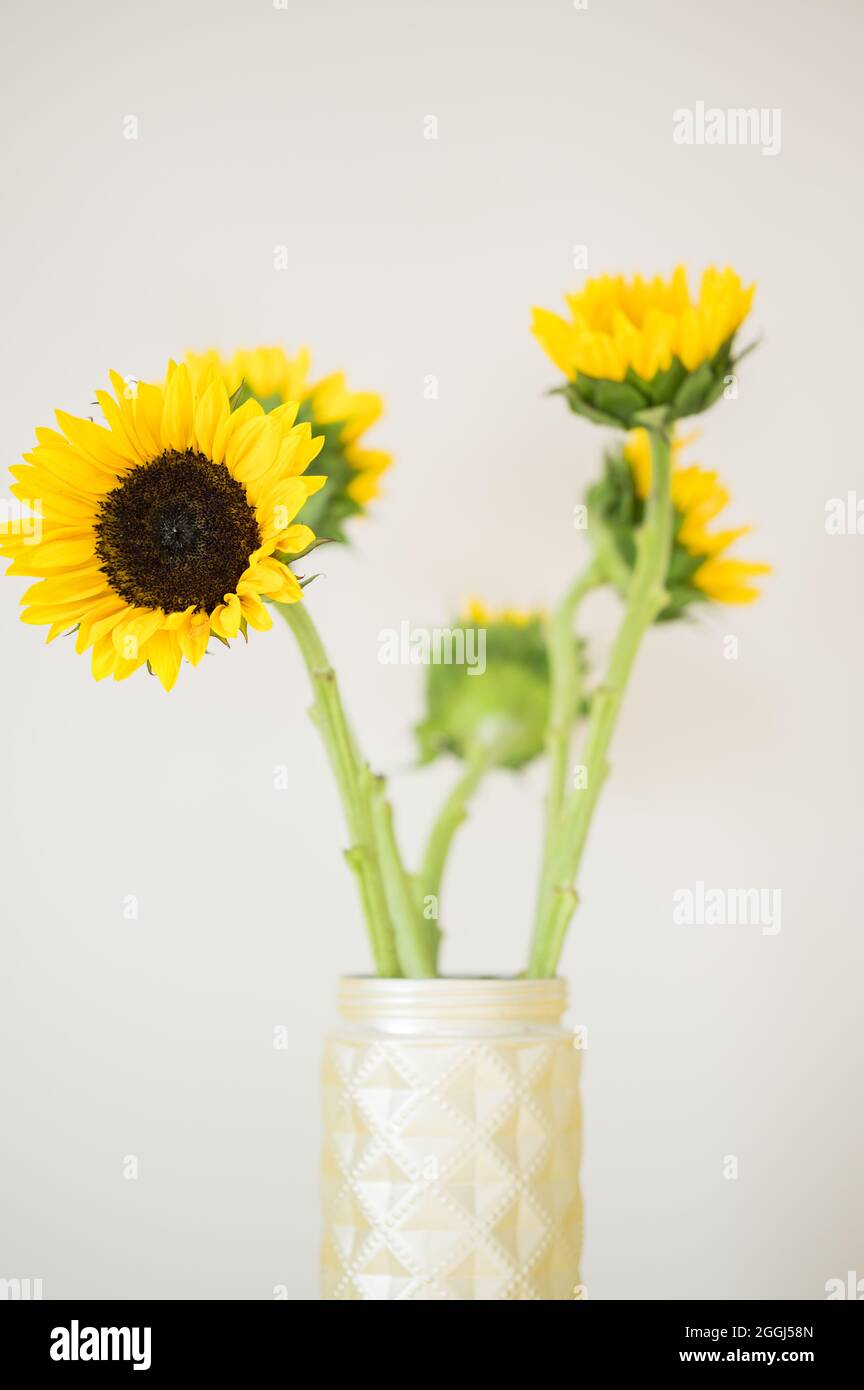 Yellow sunflowers in gold vase with white background Stock Photo - Alamy