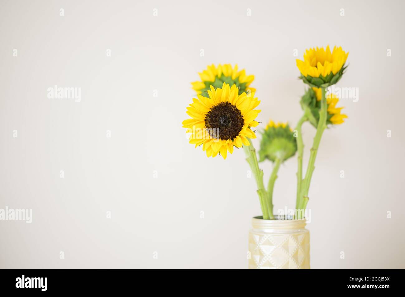 Yellow sunflowers in gold vase with white background Stock Photo - Alamy