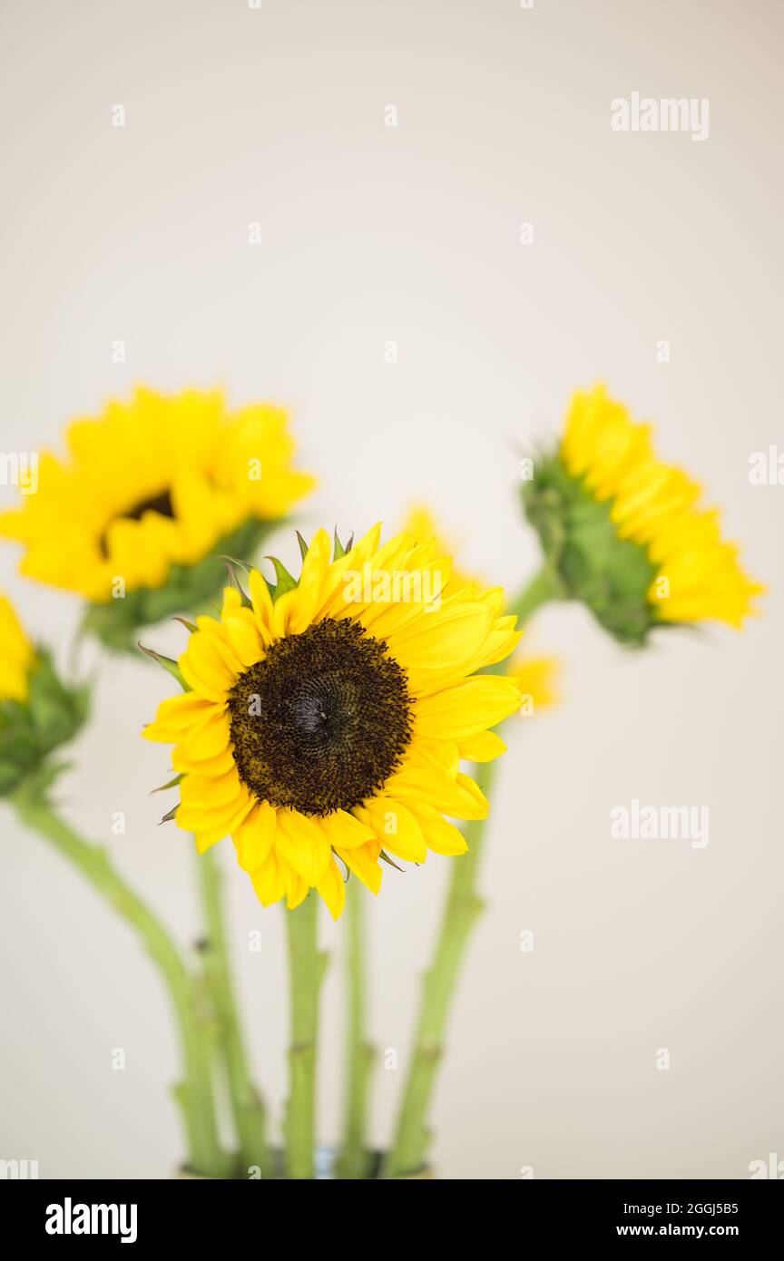 Yellow sunflowers in gold vase with white background Stock Photo - Alamy
