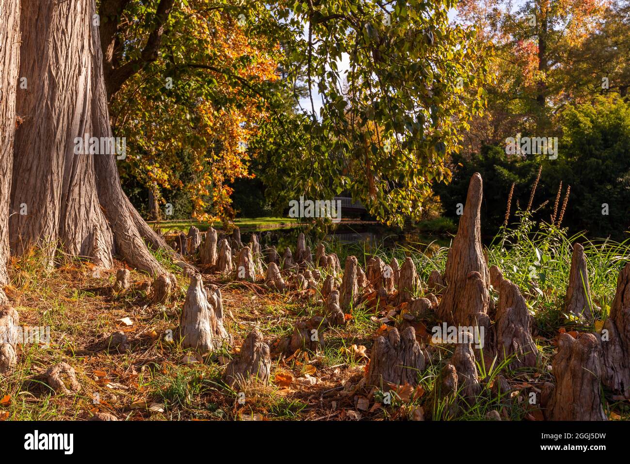 Roots of a Bald Cypress (Taxodium distichum) in fall Stock Photo