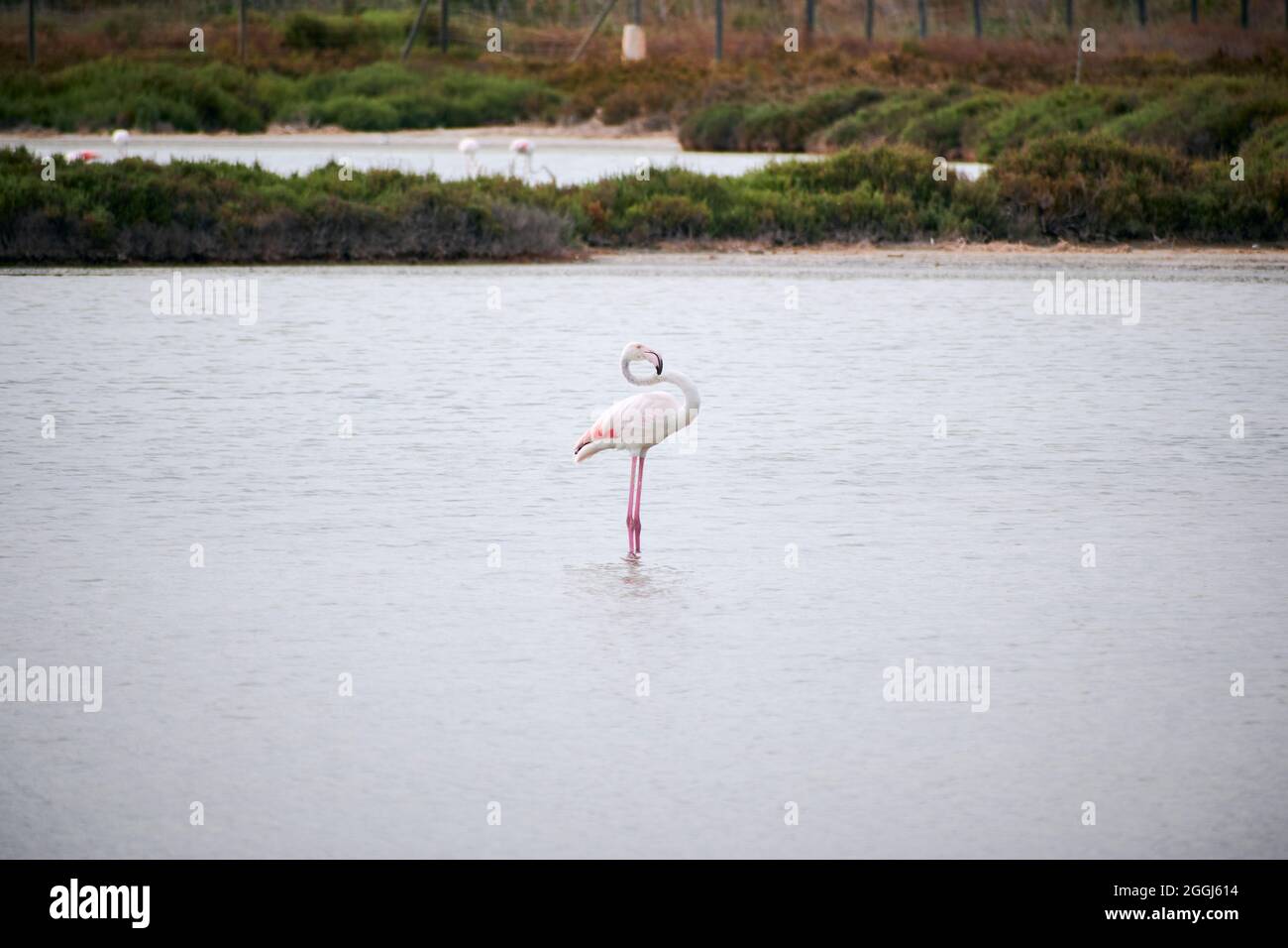 Flamingo bird walks in a lagoon Stock Photo