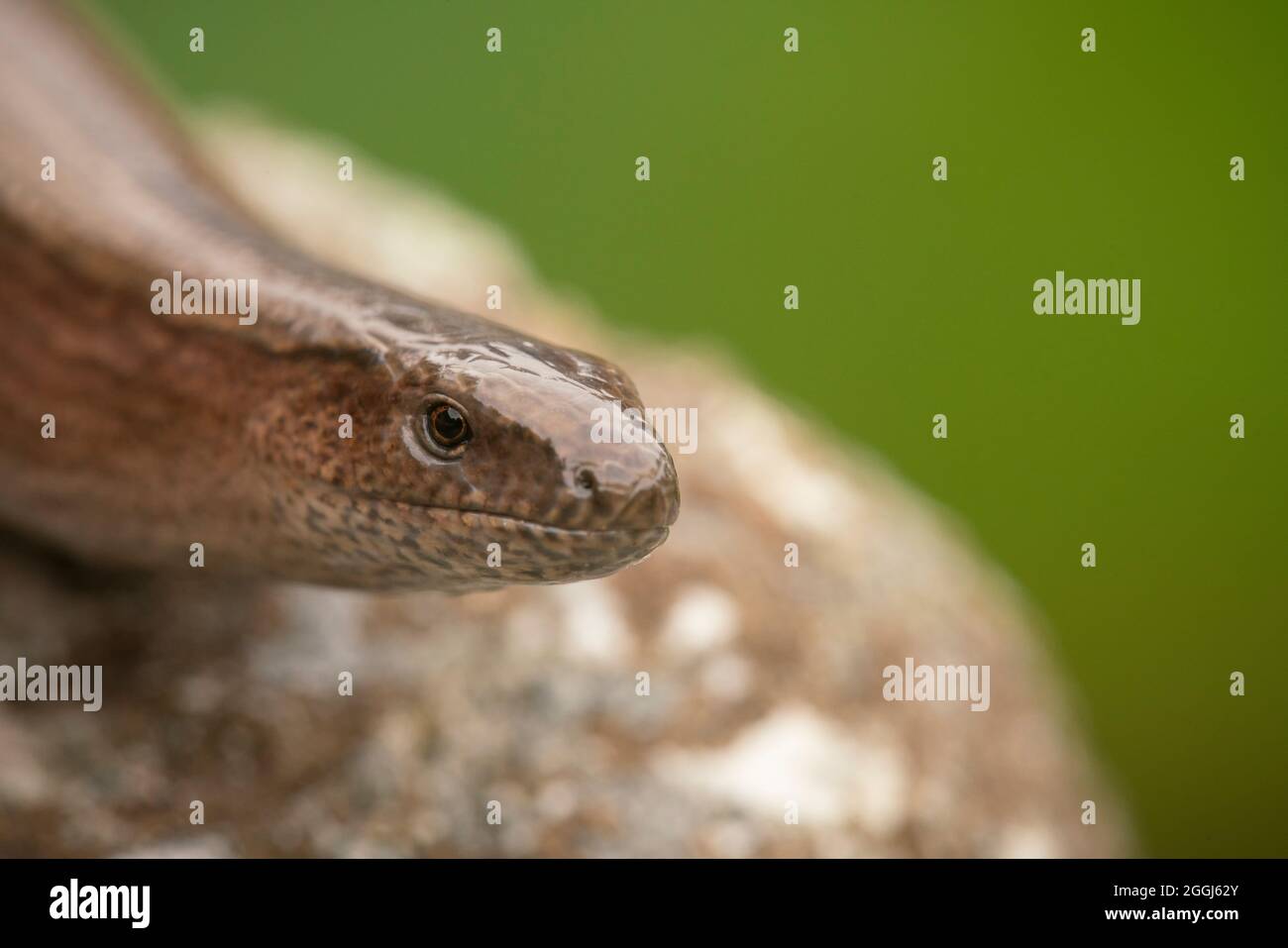 Slow worm, Anguis fragilis, late summer on Buckinghamshire heathland ...