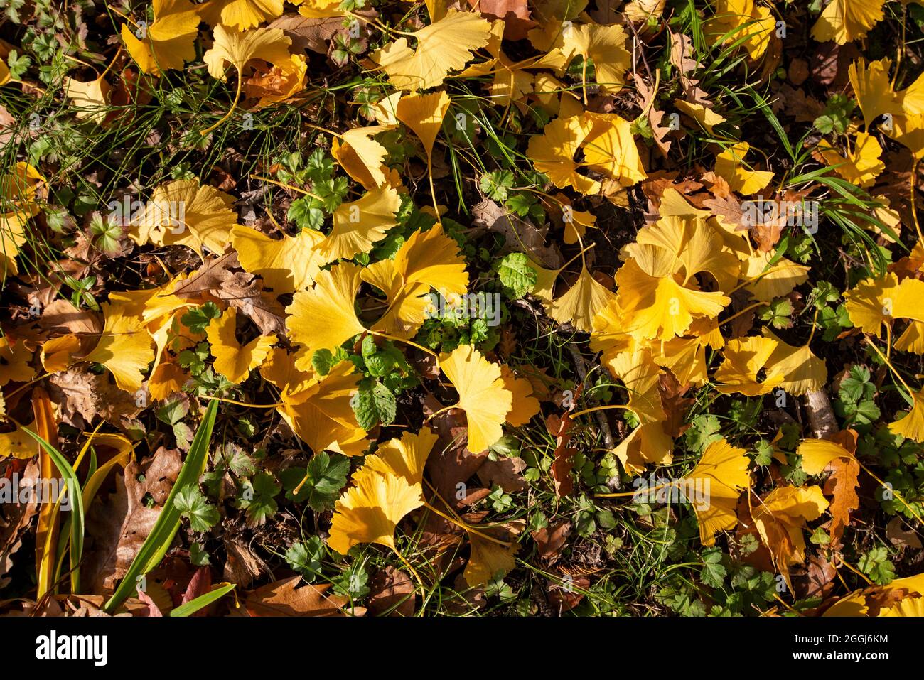 Fallen yellow gingko biloba leaves  on the ground Stock Photo