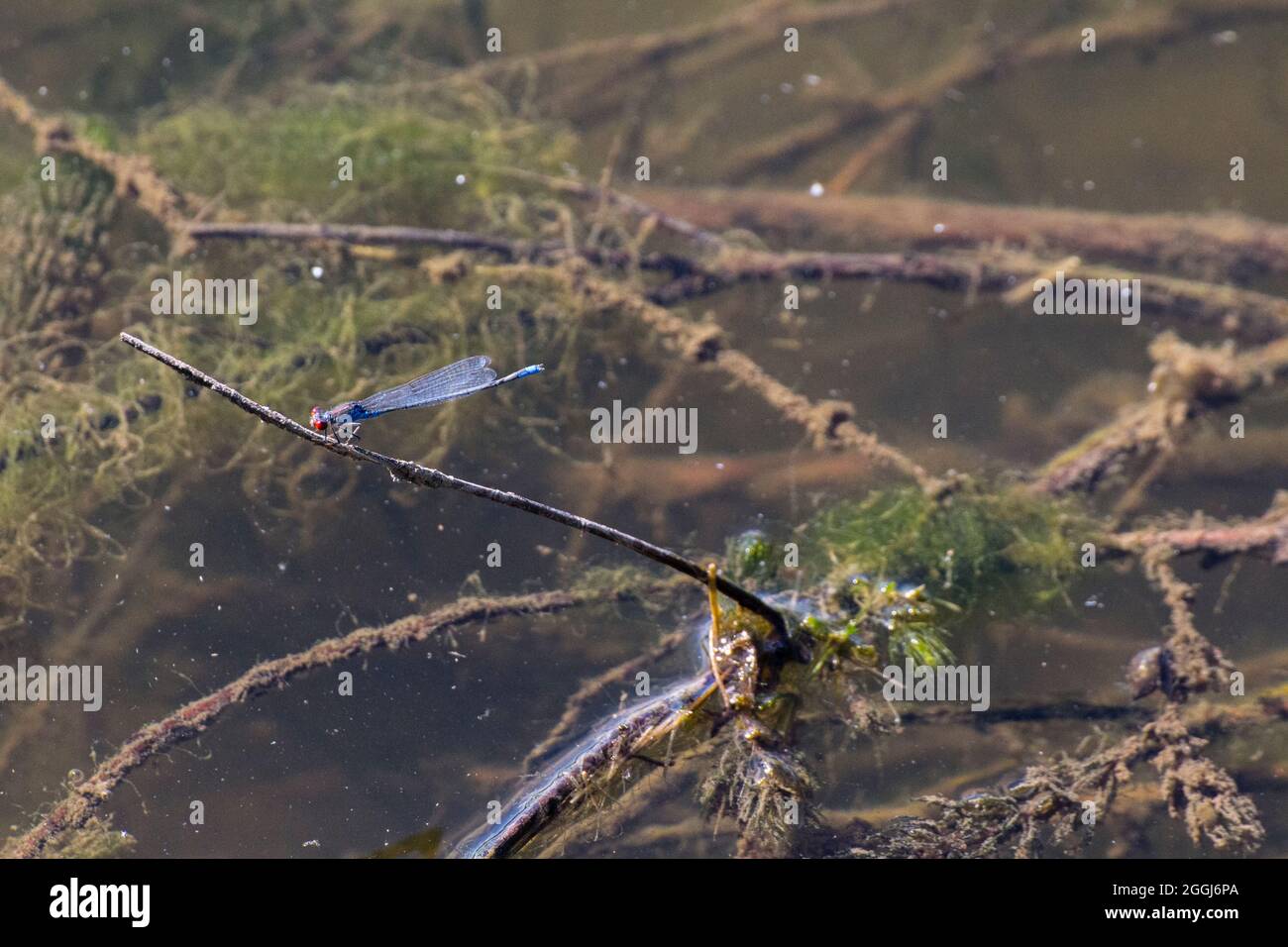 A blue dragonfly during a summer day, resting on the river vegetation ...