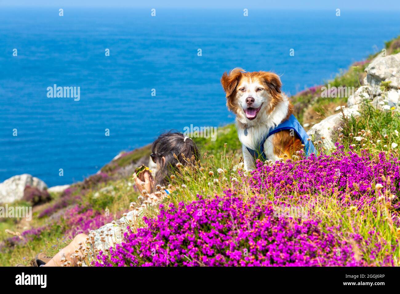 Hiker with her dog taking a lunch break along the South West Coast Path at viewpoint of Carnelloe Headland, Zennor, Penwith Peninsula, Cornwall, UK Stock Photo
