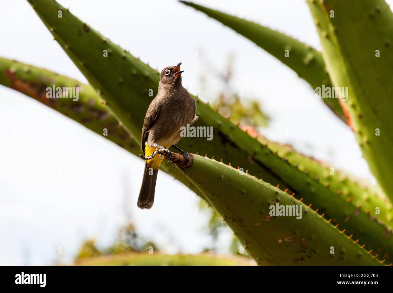 Cape bulbul on Aloe in South Africa - Pycnonotus capensis Stock Photo