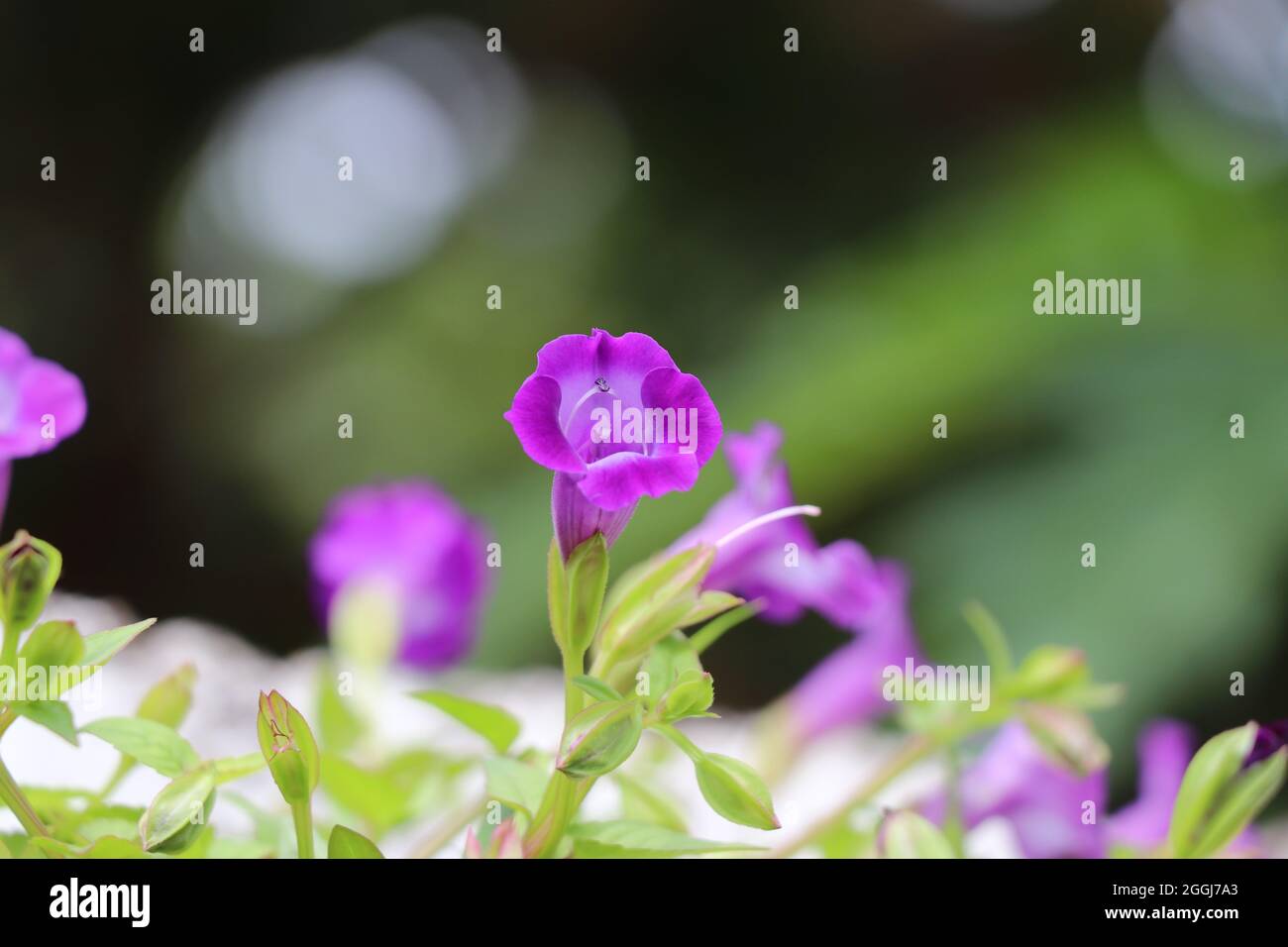 Blooming purple flowers in the green background Stock Photo - Alamy