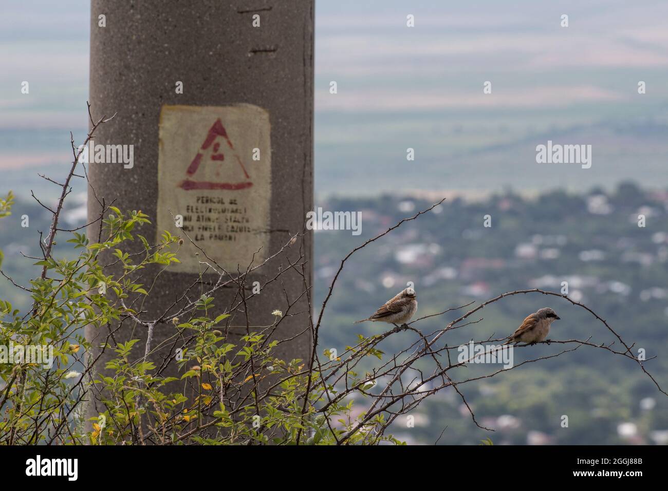 Two sparrows resting on a bush tree, under a power line, during spring. Stock Photo