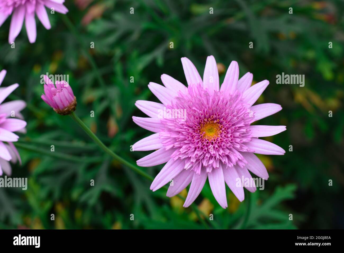 Bloomed pink Argyranthemum frutescens, known as Paris daisy, Stock Photo