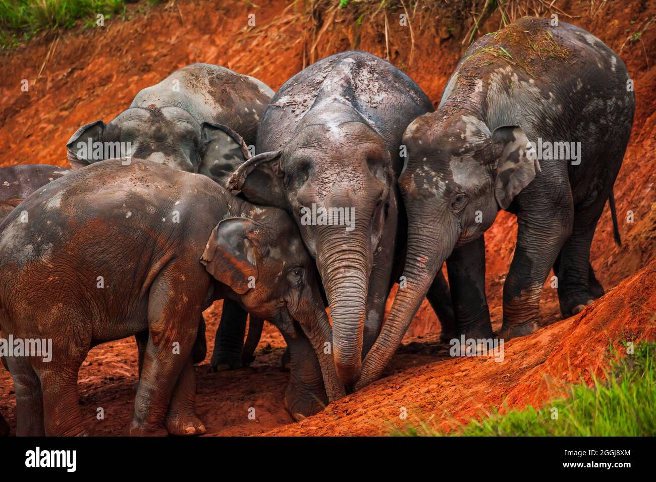 Happy herd of Asian Elephants feeding on salt lick in rain season. Wildlife scene in Khao Yai National Park, UNESCO World Heritage Site, Thailand. Stock Photo