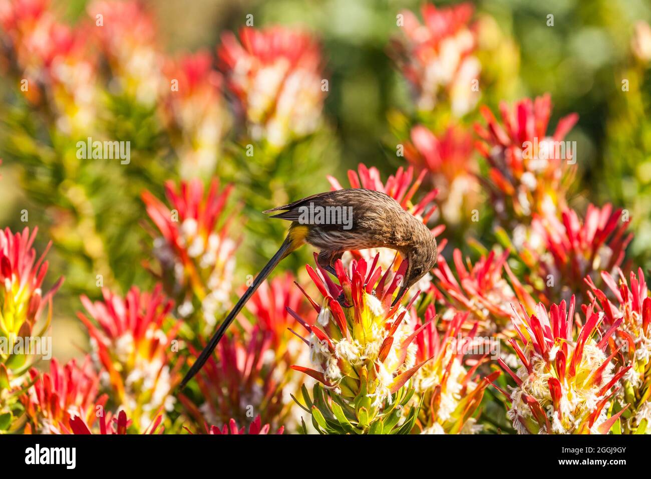 Cape sugarbird on pagoda bush - Promerops cafer on Mimetes cucullatus Stock Photo