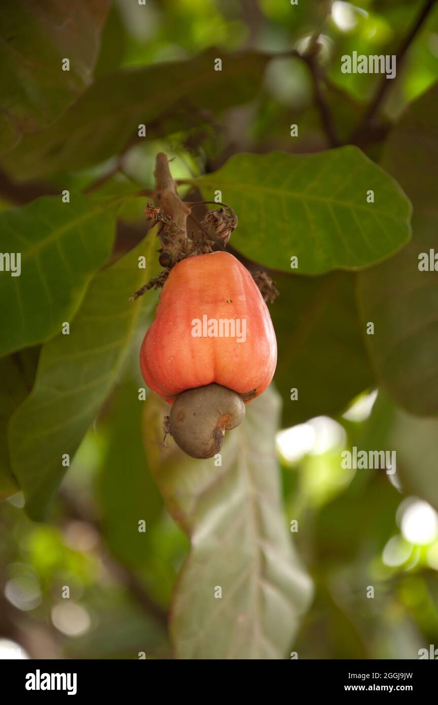 Cashew fruit, Kogi State, Nigeria, Africa Stock Photo - Alamy