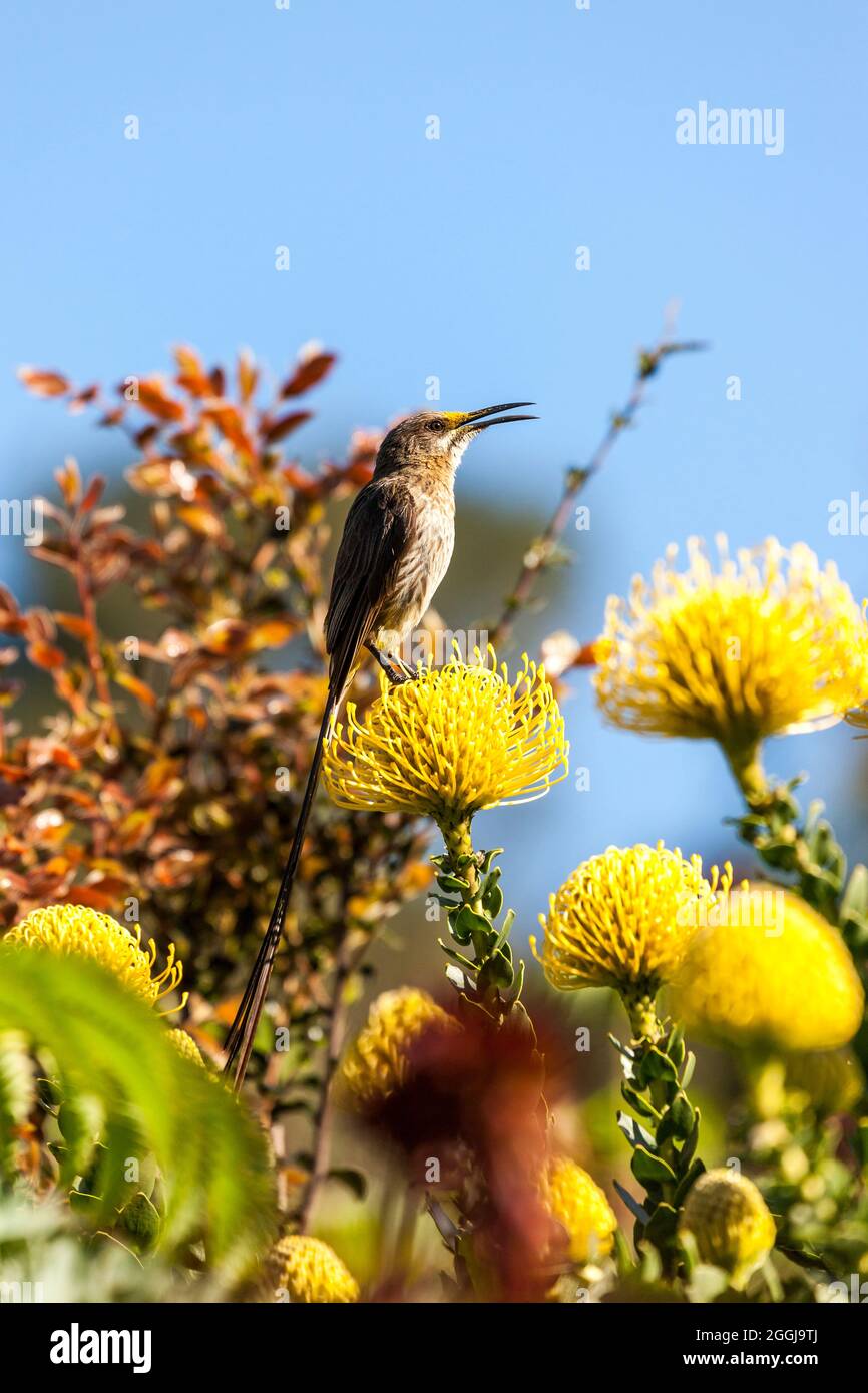 Cape sugarbird on pincushion - Promerops cafer on Leucospermum Stock Photo