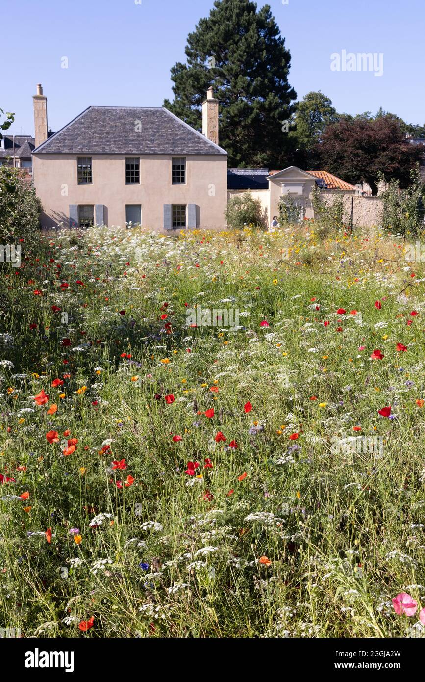 Wildflowers uk hires stock photography and images Alamy