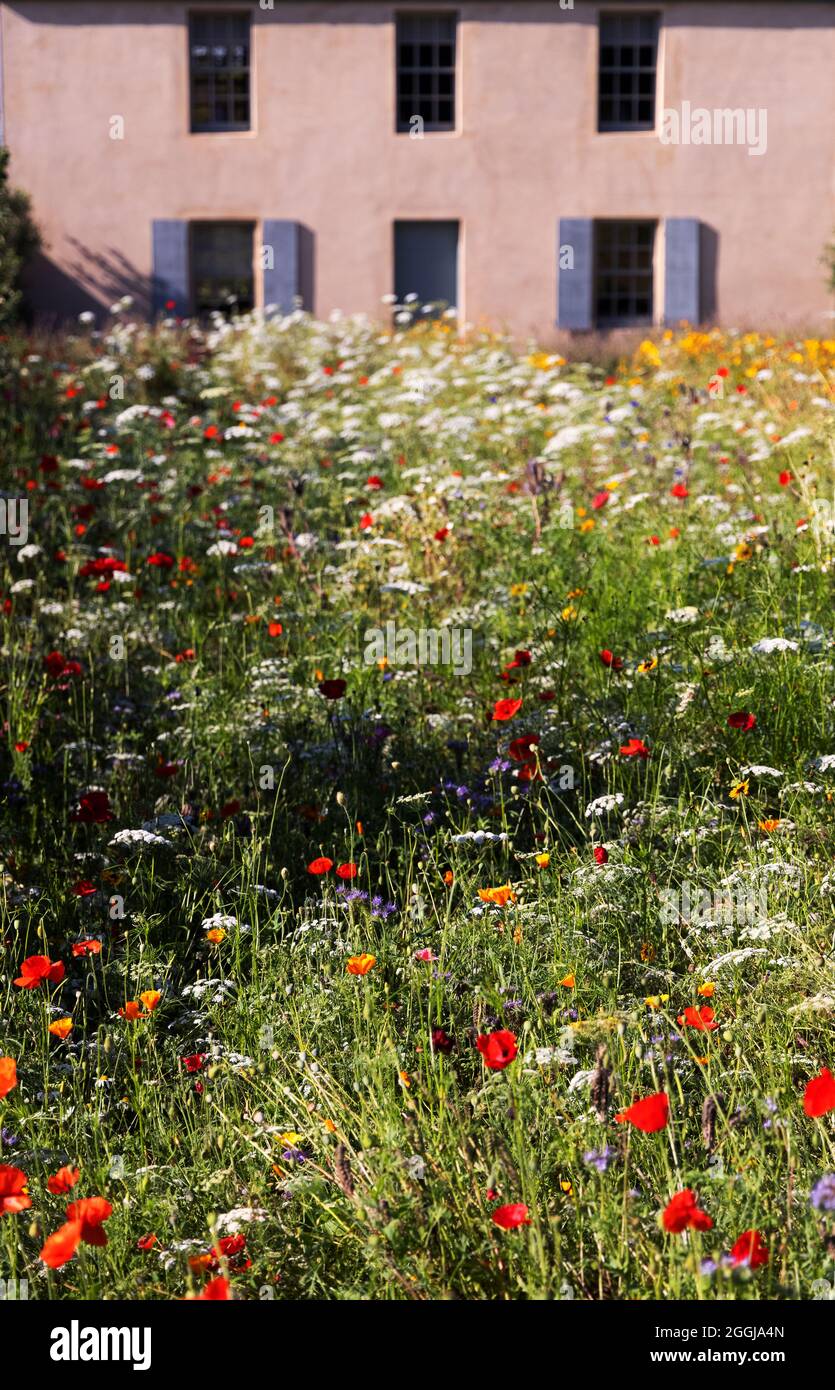 Wild flowers UK; Wild flowers growing in front of the Botanic Cottage, Royal Botanic Garden Edinburgh, Scotland UK Stock Photo