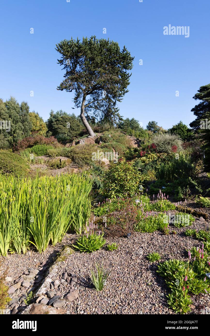 The rock garden, scene in summer in the Royal Botanic Garden Edinburgh, Edinburgh Scotland UK Stock Photo