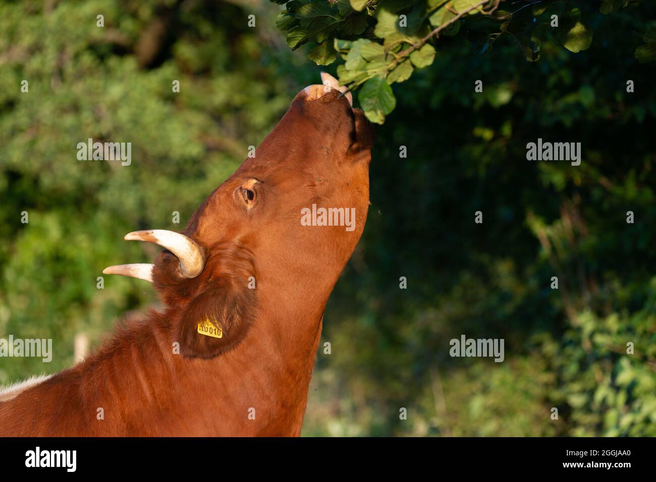 Cow eats leaves from a tree, farm Stock Photo - Alamy