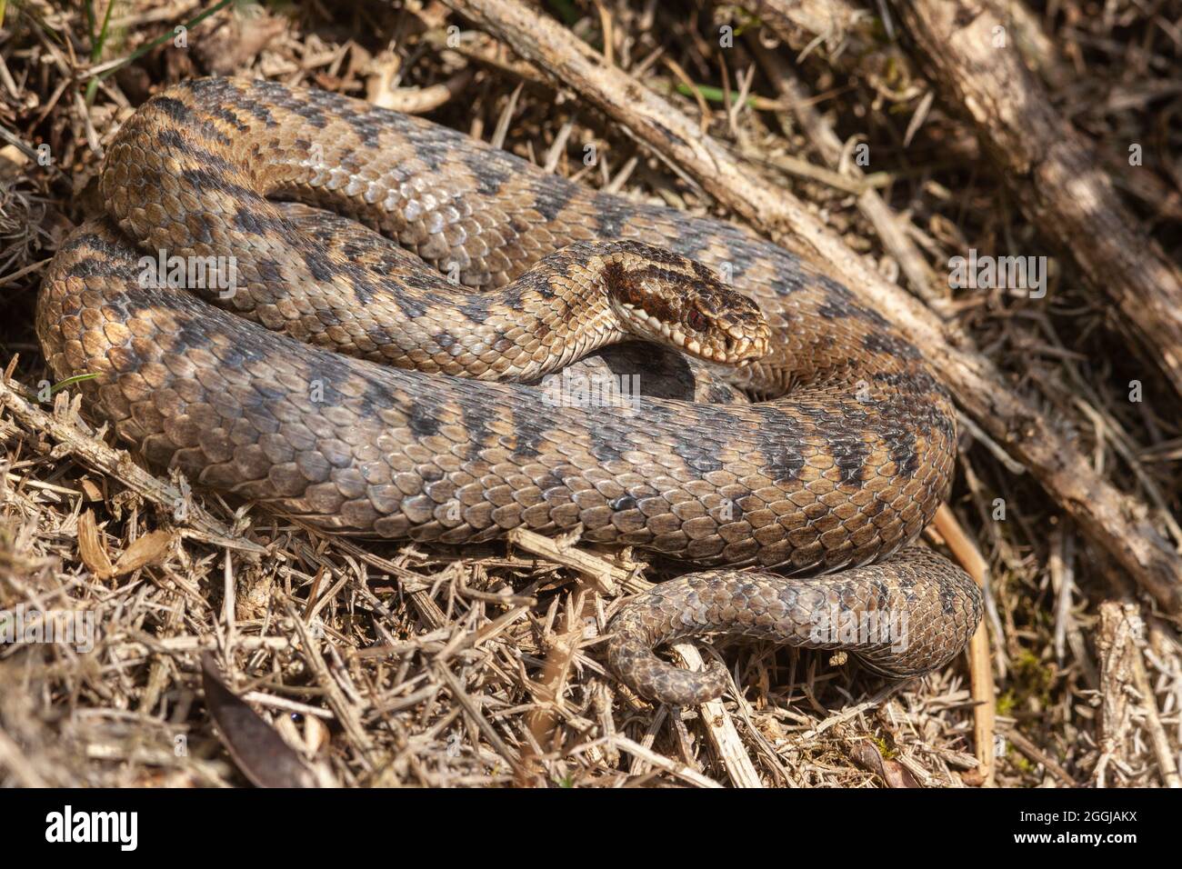 Adder (Vipera berus) before shedding skin, Northumberland National Park, UK Stock Photo