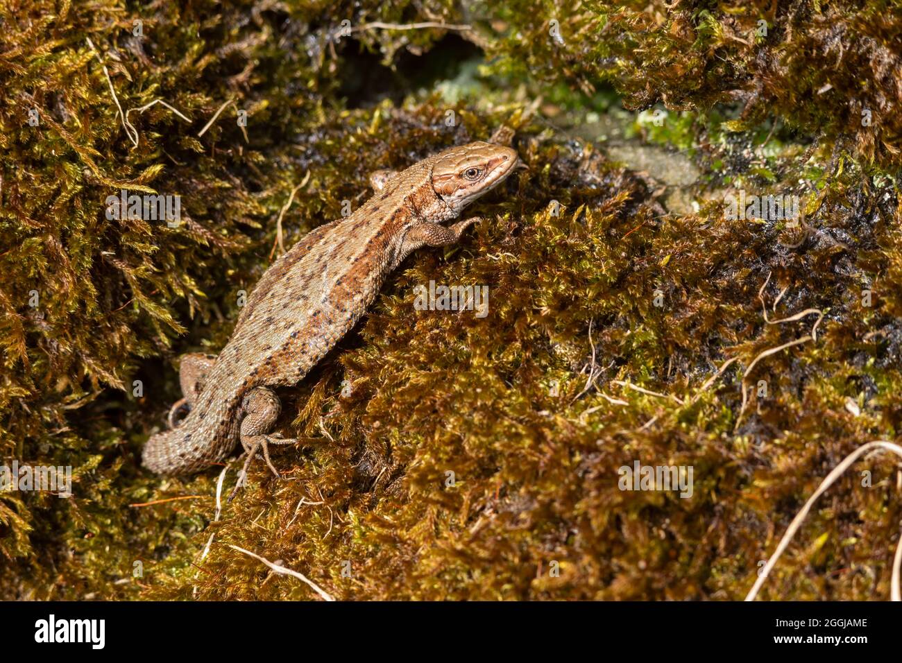 Common/Viviparous lizard (Lacerta vivipara), basking on mossy dry stone wall, Northumberland, UK Stock Photo