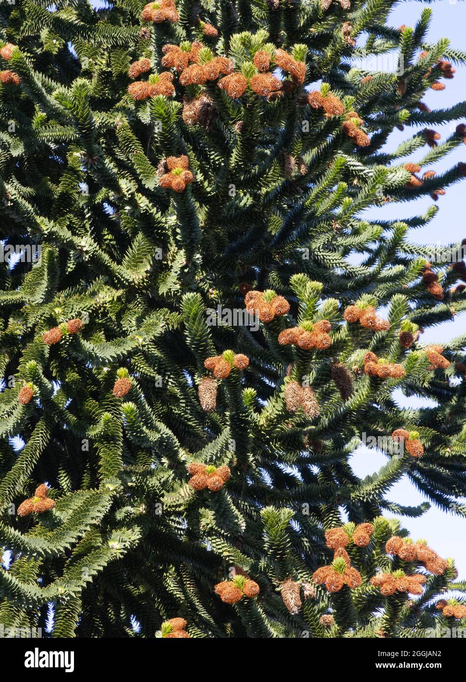 Monkey Puzzle tree, aka Chilean Pine, Araucaria araucana, bearing female cones in summer, Scotland UK Stock Photo