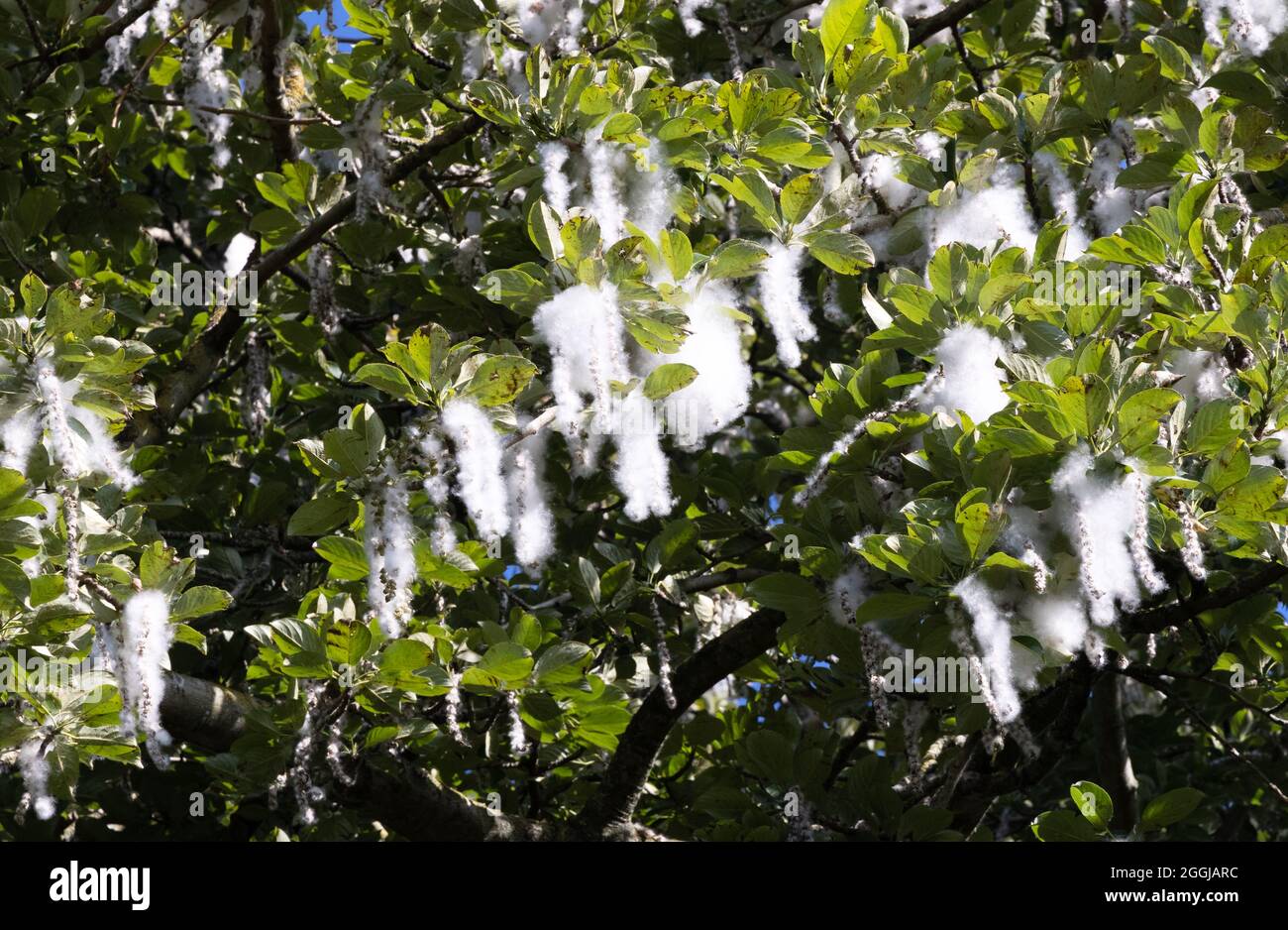 The Japanese Poplar tree, Populus maximowiczii , a deciduous tree with fluffy catkins fruits in august, seen here in this tree growing in Edinburgh. Stock Photo