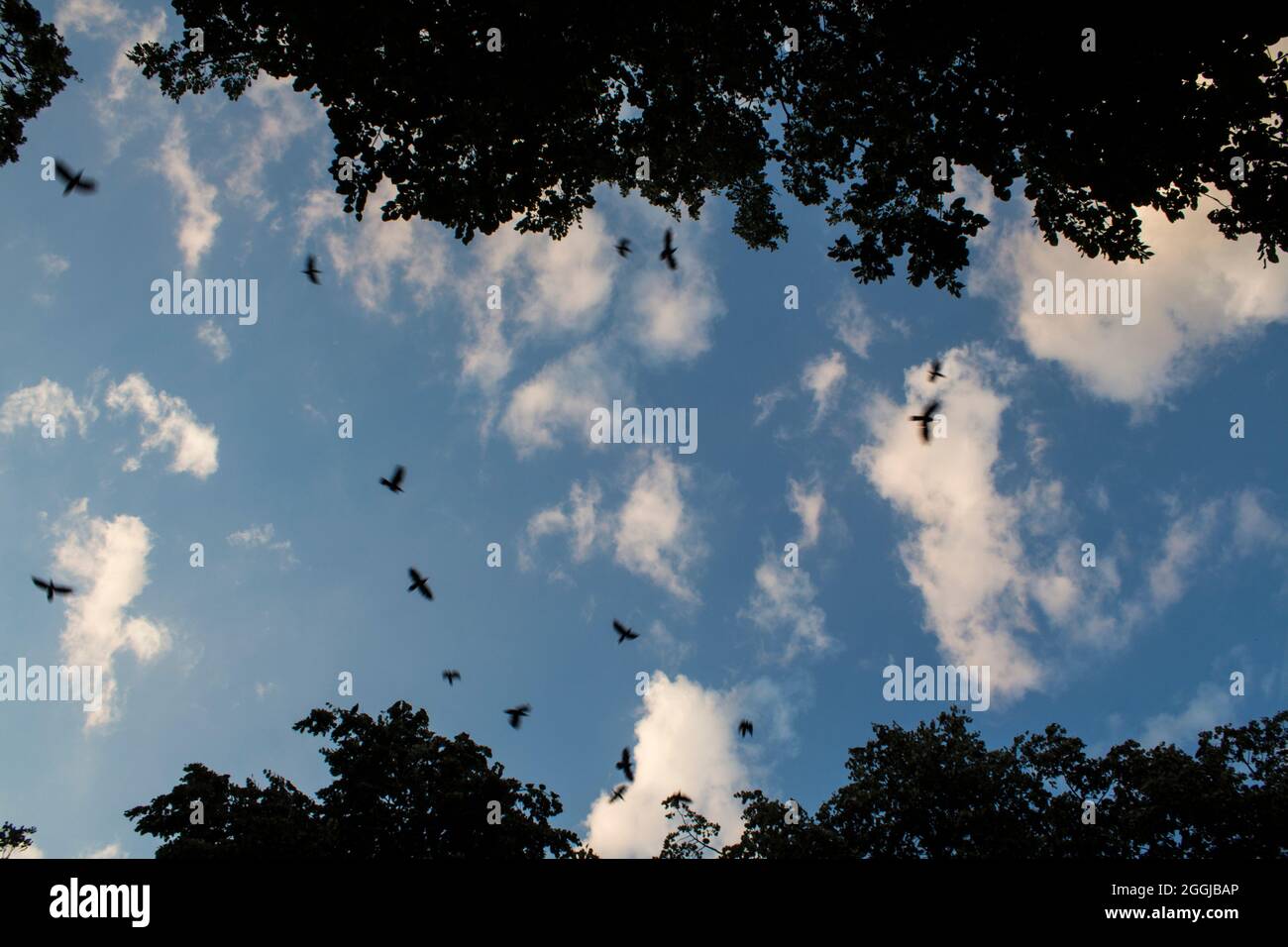 A flock of crows flying at dusk in the public park in Bacau city. Stock Photo