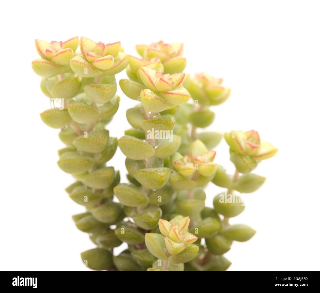 Small succulent Crassula marnierana, common name Jade Necklace, isolated on white Stock Photo