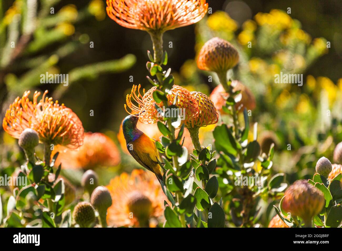 Orange-breasted sunbird on pincushion - Anthobaphes violacea on Leucospermum Stock Photo