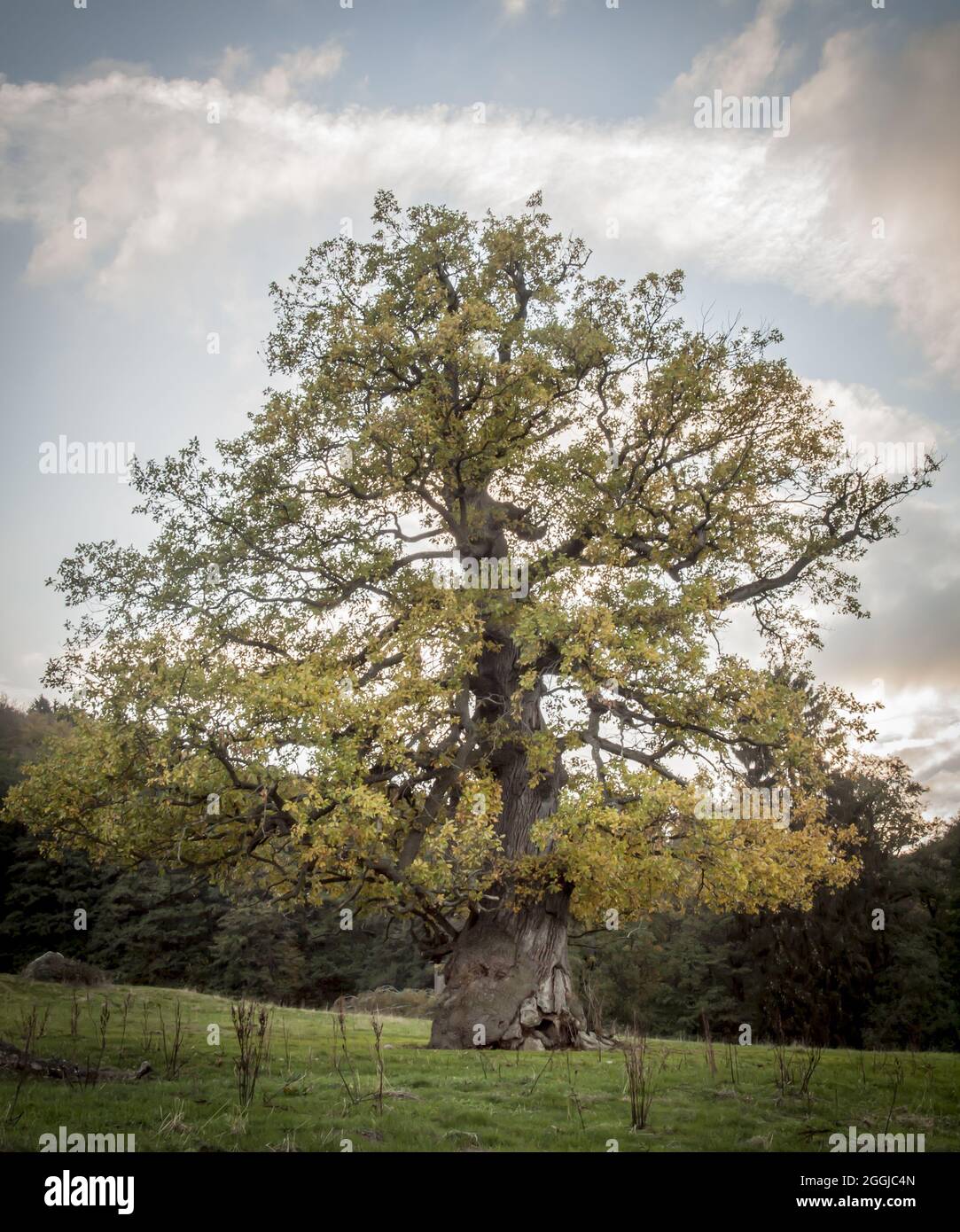 Shot of a huge oak tree standing in the middle of a field Stock Photo ...