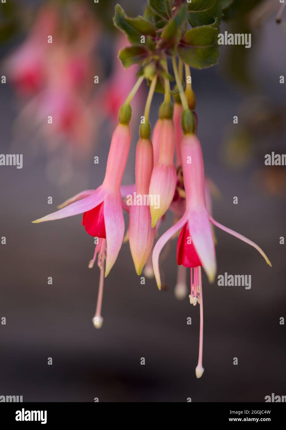 Pink flowering Fuchsia natural macro floral background Stock Photo