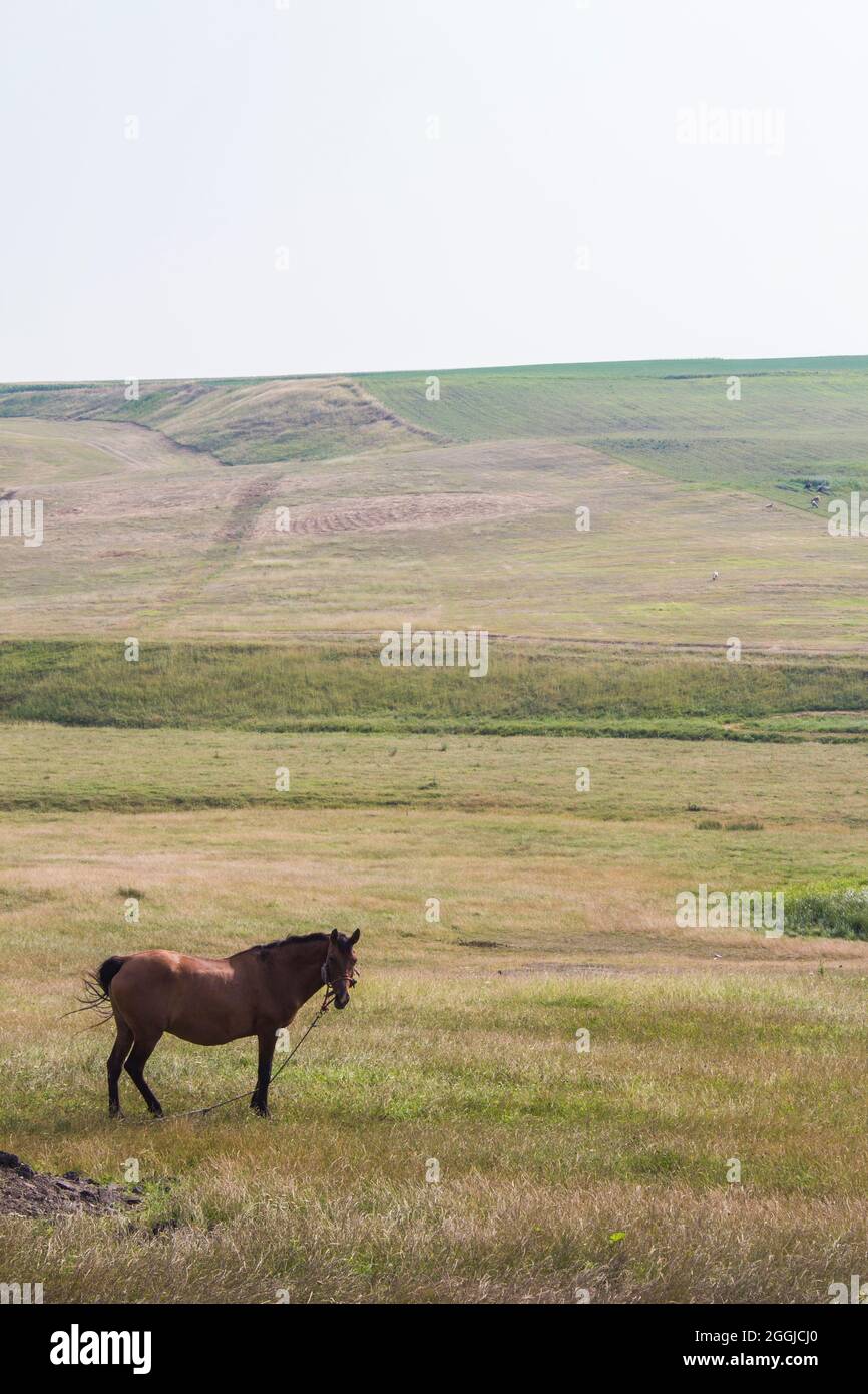 Brown horse grazing in Romanian hills. Stock Photo