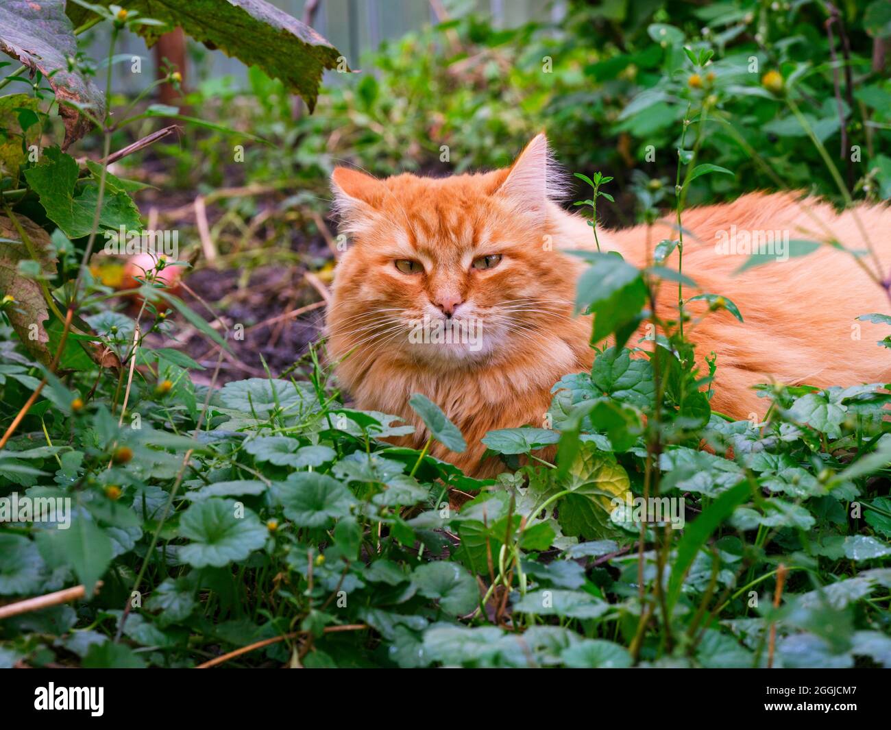 Ginger cat garden hi-res stock photography and images - Alamy