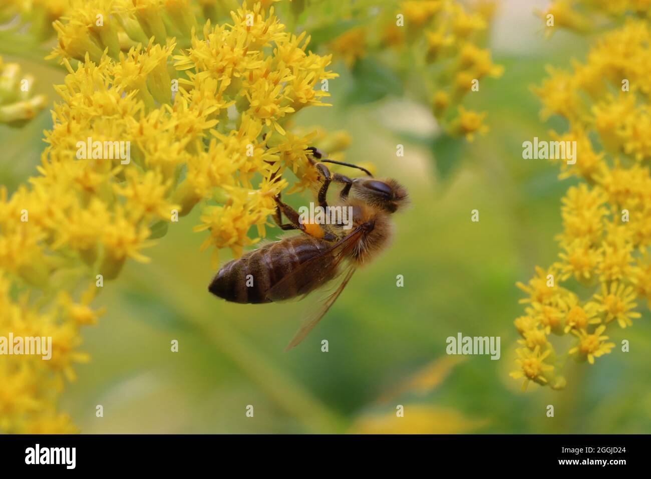 close-up of a bee collecting the nectar of a golden rod Stock Photo