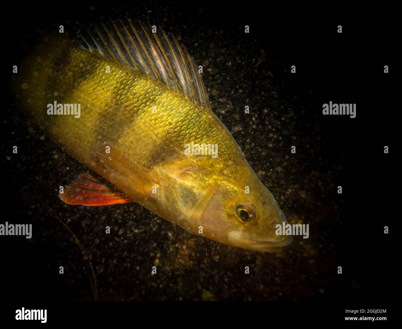 A close-up picture of a European perch, Perca fluviatilis, in cold Northern European waters. Black ocean background Stock Photo