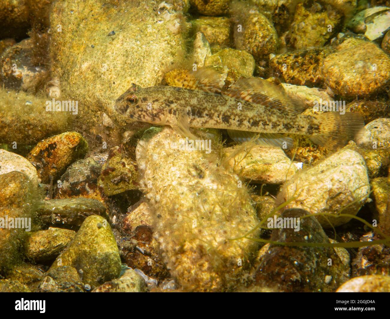 A Sandy Goby, Pomatoschistus minutus, in The Sound, the water between Sweden and Denmark Stock Photo