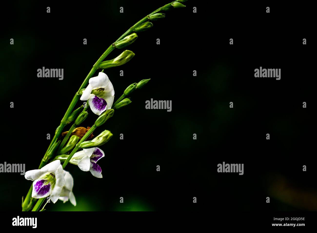 a blade of grass with white and purple flowers shaped like a bell, isolated on a black background, can be used for illustration and background Stock Photo