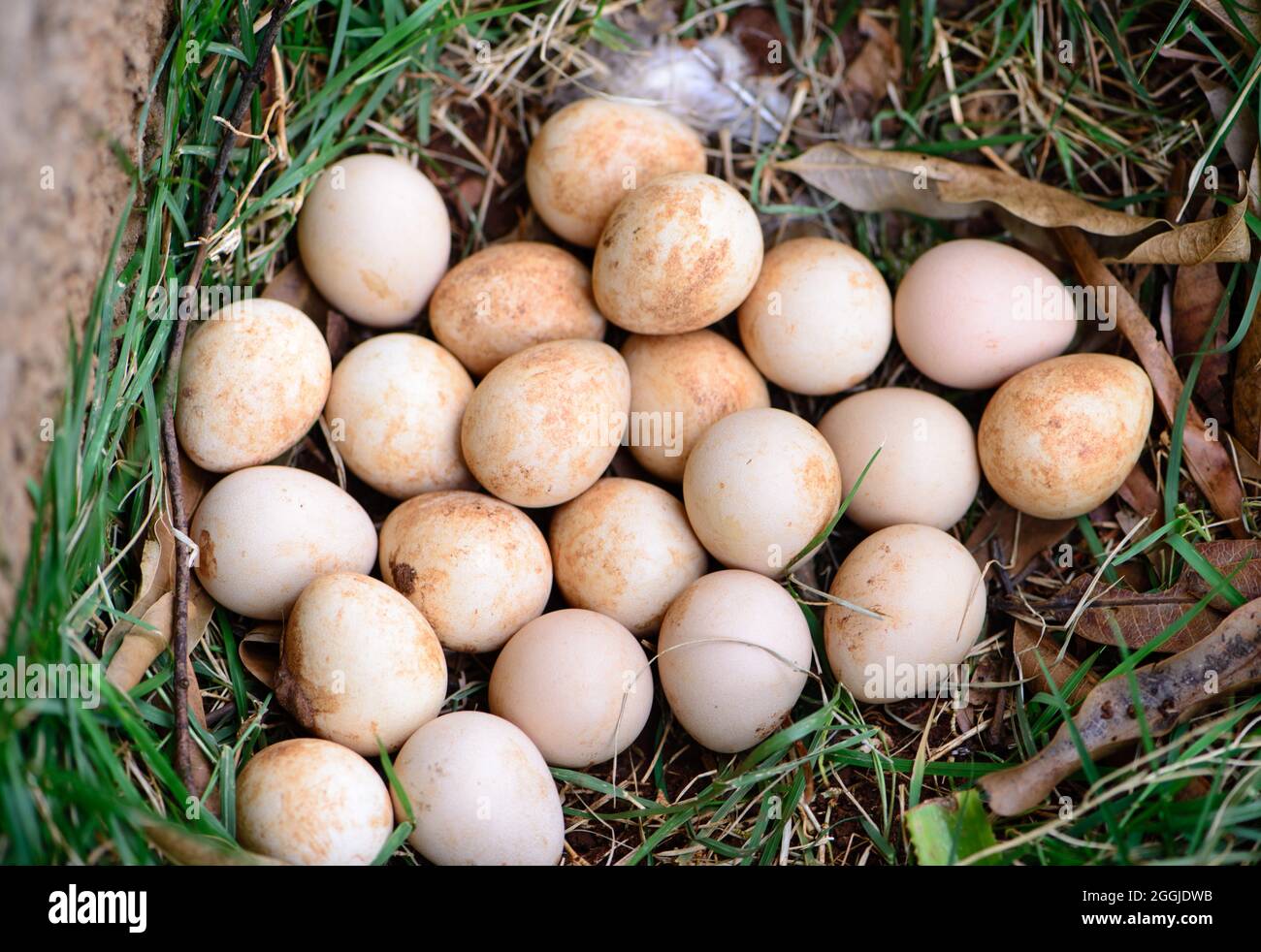 guinea fowl eggs in the nest Stock Photo
