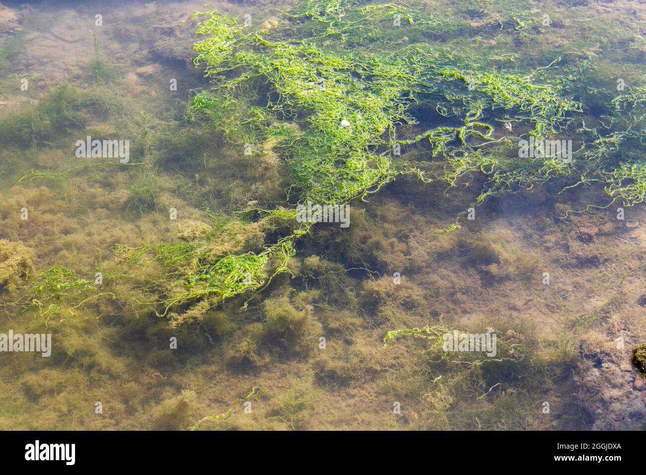 view of the bottom of the Ebro river as it passes through Zaragoza in spain, covered with aquatic algae Stock Photo