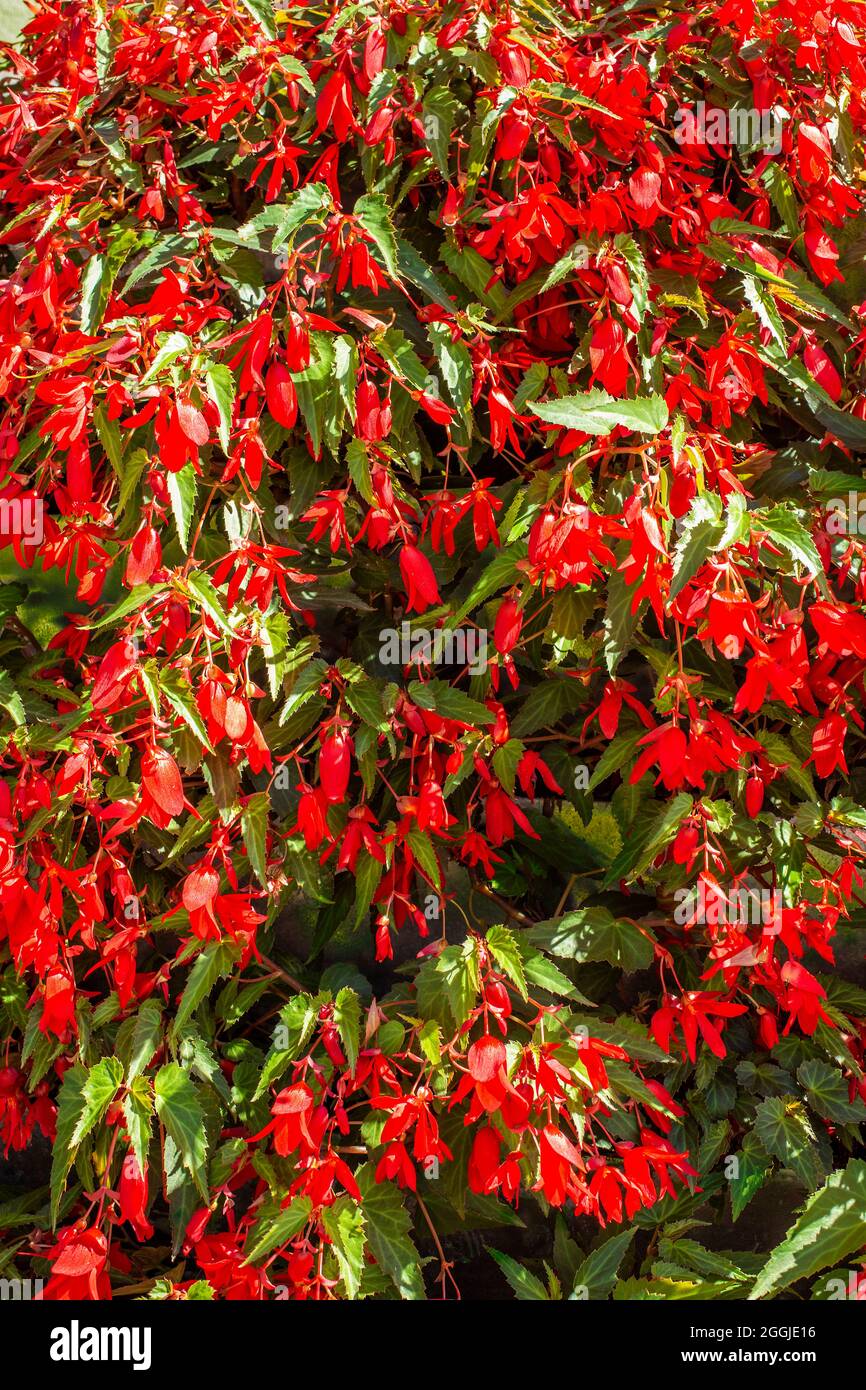 natural background of red begonias on green leaves Stock Photo