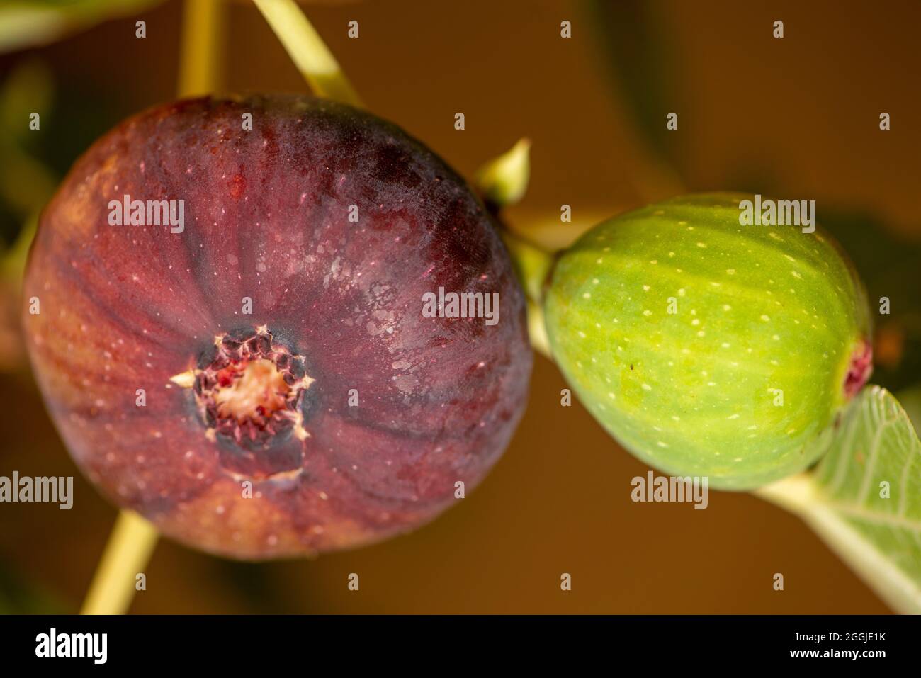 fig tree with two figs Stock Photo Alamy