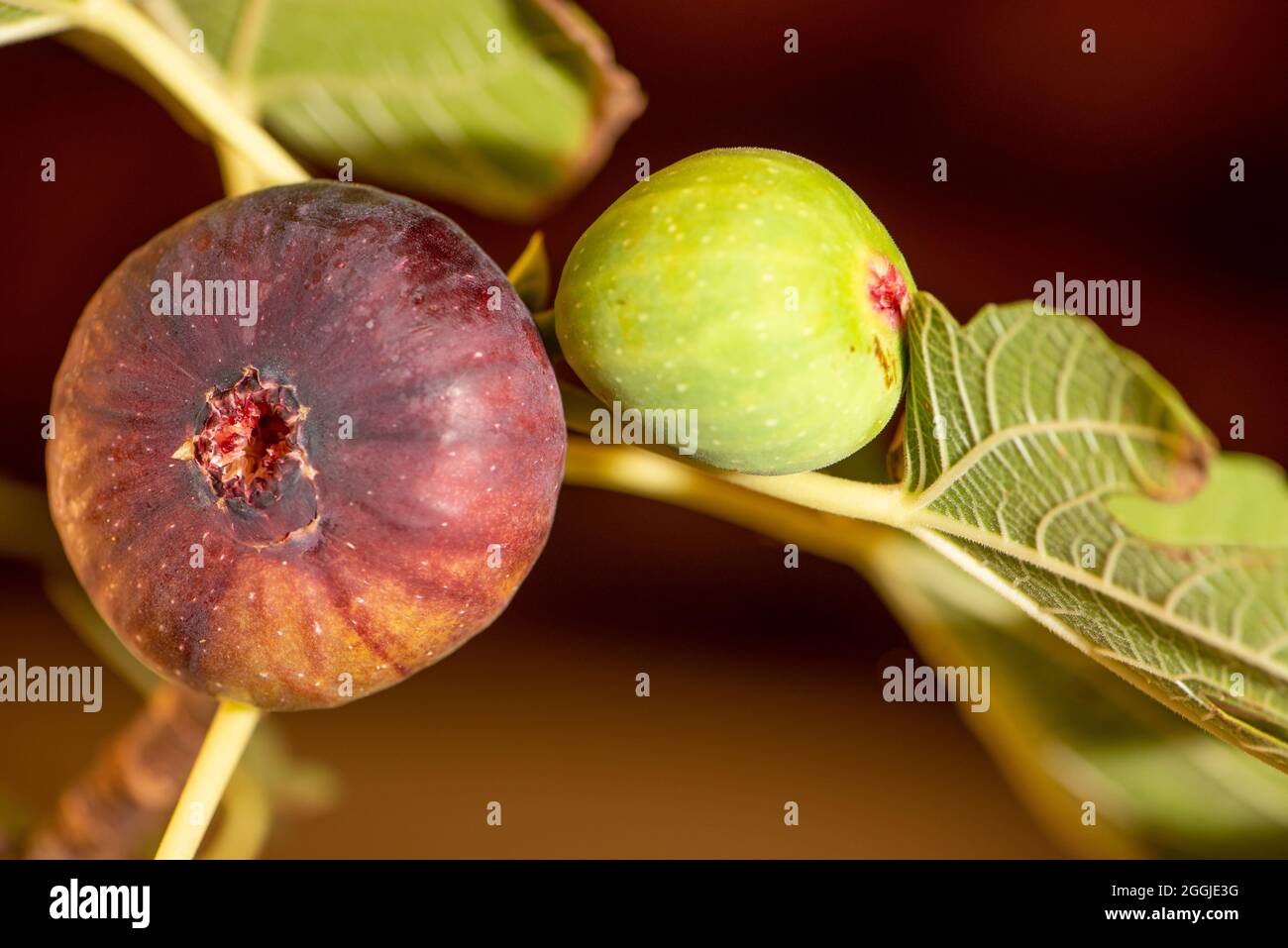 fig tree with two figs Stock Photo Alamy