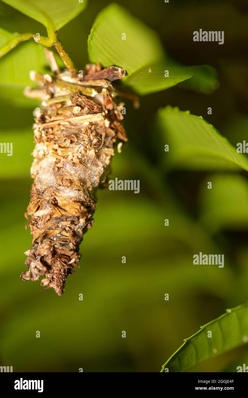 caterpillar on its cocoon eating tree leaf Stock Photo Alamy